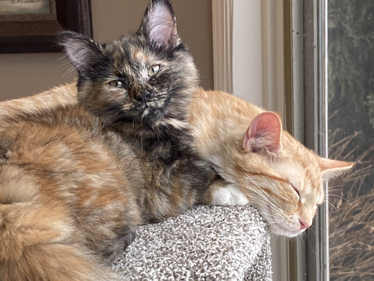 Susan Shearer tweet media