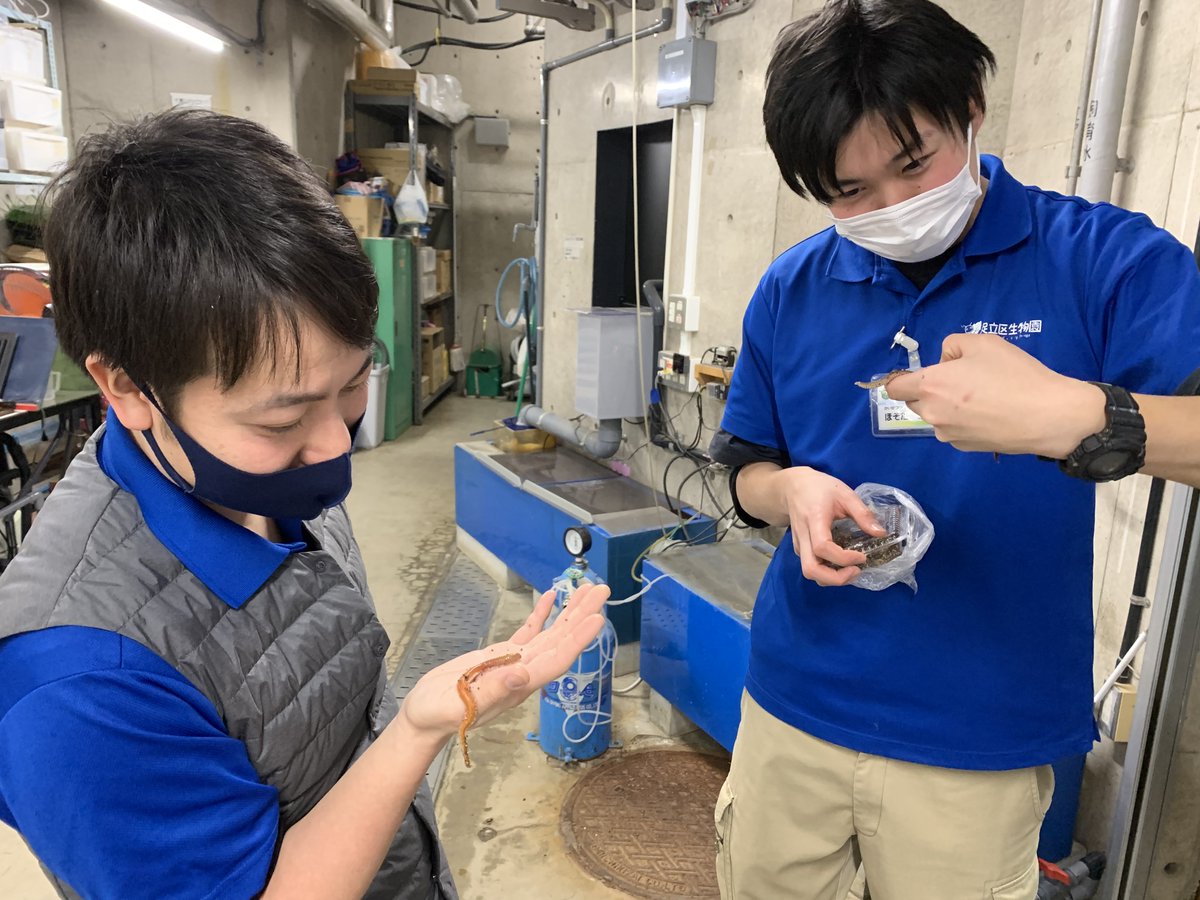 足立区生物園 エサを愛でているところに遭遇 凄い立派だね 繁殖期になると泳ぐんだよ など楽しそうに会話していました 魚たちの食いつきはもちろん飼育員の食いつきも良い エサもかわいい ゴカイ 立派なサイズ 足立区 生物園 おうちで生物園