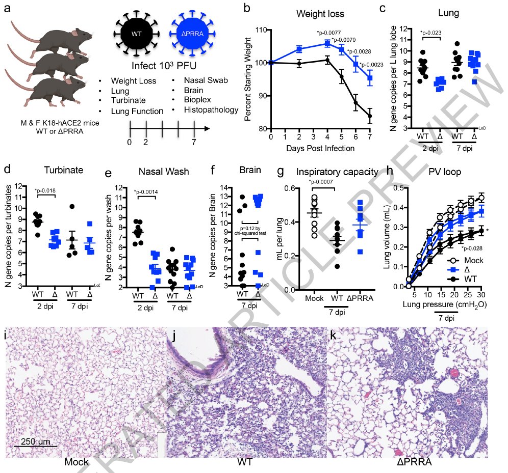 mmw_lmw's tweet photo. Loss of furin cleavage site attenuates #SARSCoV2_Pathogenesis | Vineet Menachery @utmbhealth @nature https://t.co/7MpecPQOf3 https://t.co/IC0ddy0ozT