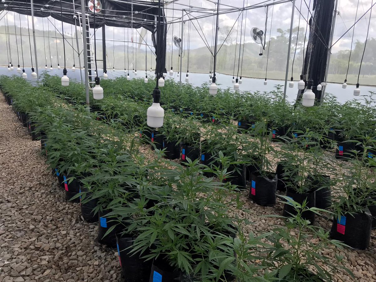 cannagustin's tweet photo. Felices de estar en la mitad de las pruebas de Evaluación Agronómica con el ICA, de nuestras genéticas no Psicoactivas, con unas plantas hermosas, sanas y vigorosas! #Cannagustin #cannabismedicinal #cannabiscolombia #cbdcolombia https://t.co/Z1L9JspHbc