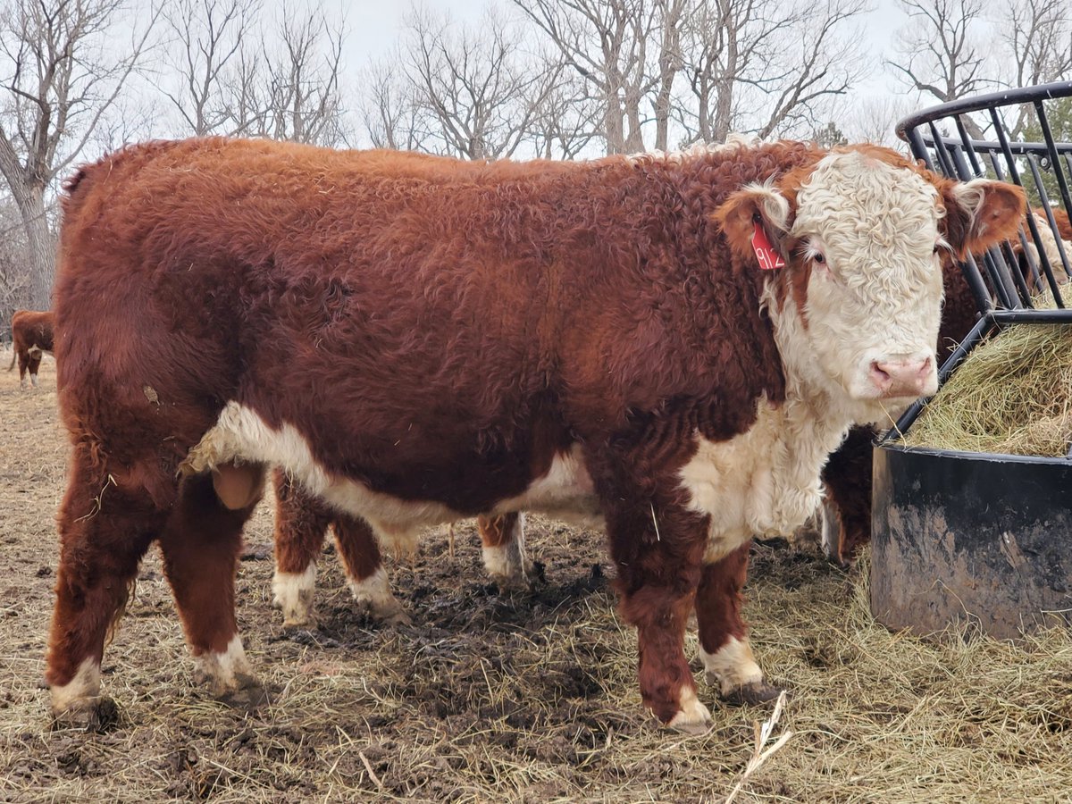 KuhlmannRanch's tweet photo. 80 Registered Polled Hereford Bulls
Private Treaty
308-530-4574
North Platte, NE
https://t.co/3RKqWBc7uJ
#GeneticsThatRunDeep
#herefordbull https://t.co/QLJeKadwv0