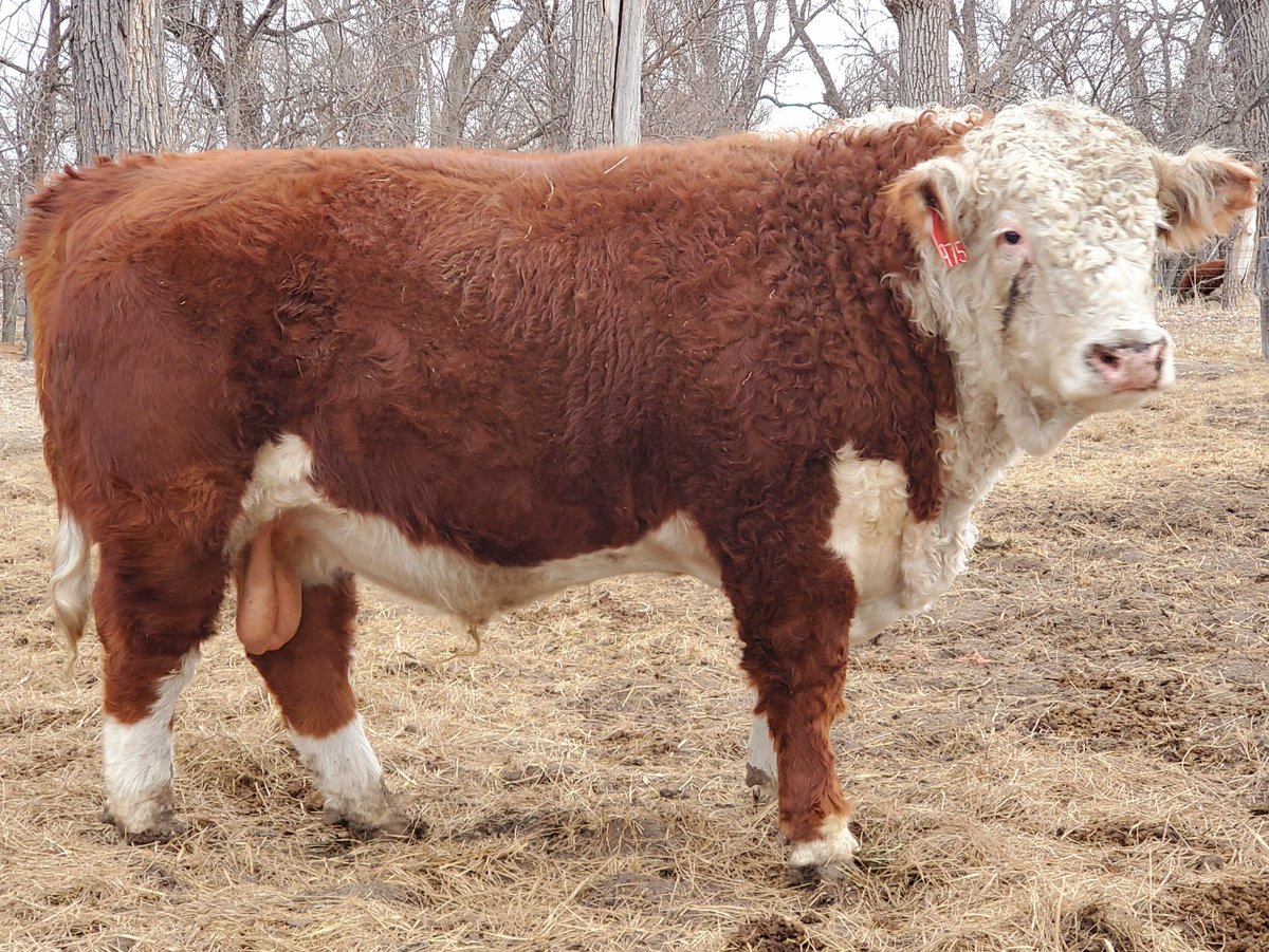 KuhlmannRanch's tweet photo. 80 Registered Polled Hereford Bulls
Private Treaty
308-530-4574
North Platte, NE
https://t.co/3RKqWBc7uJ
#GeneticsThatRunDeep
#herefordbull https://t.co/QLJeKadwv0