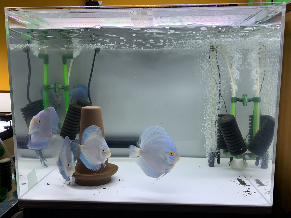 お正月恒例グランママ福引き大会で特賞が当たったとツイートしましたが、特賞賞品はグランママ店内で使える商品券(生体orアクリル水槽各種他)でした🎉
めっちゃ考えた結果、60W底白アクリル水槽にしました👍
グランママさんありがとうございましたo(^_-)O