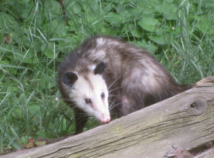 dailyopossum's tweet photo. Big sniffs 
#opossum #dailyopossum https://t.co/8pbjIvs3CN