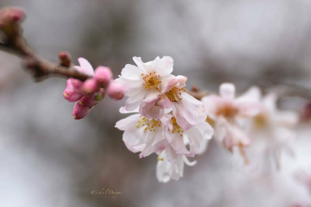 Looking forward to the budding beauty of spring ~

#lensbaby #velvet85 #photography #floralphotography #bokeh #bokehphotography #bokeh_addicts #art photography #pnwphotography #shootextraordinary #blissfulphotoart #angelsandflowers_ #artphotography #phot… instagr.am/p/CKfhQ4zJkYH/