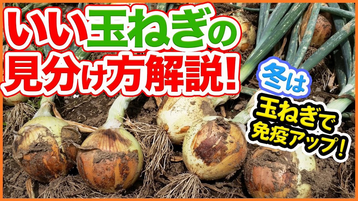 シェア畑 サポート付き貸し農園 今回は お店で売っているいい玉ねぎの見分け方について解説します 玉ねぎは体温を高め 免疫をアップさせる効果があると言われています 寒い冬に是非 T Co Lvtosgge5p 農園 家庭菜園 玉ねぎ タマネギ 新