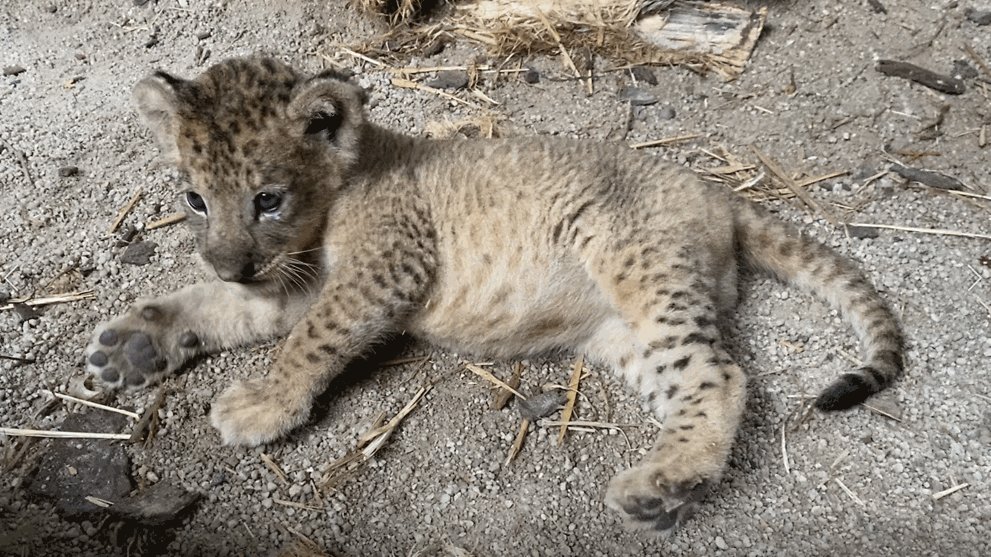 ChannelNewsAsia's tweet photo. Lion cub born at Singapore Zoo, first in the country conceived through assisted reproduction https://t.co/F1hEzYpd4Q https://t.co/PqXx1cxJA8