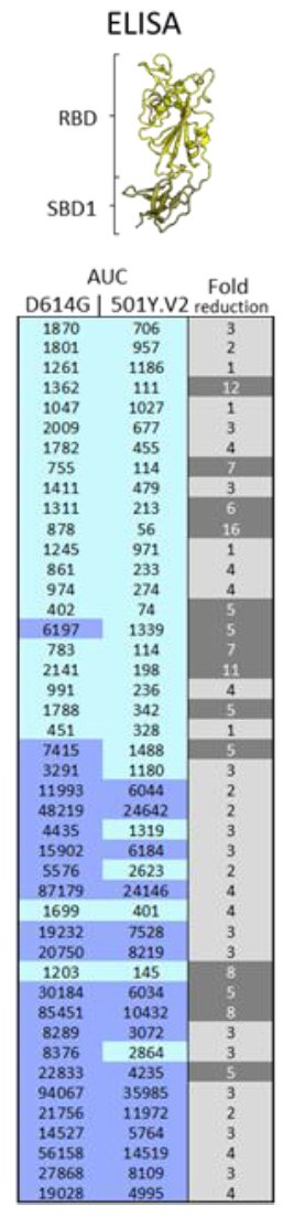 21)...there was less reduction in binding (ELISA) than in neutralization suggesting that maybe binding of antibodies to the spike is one component but perhaps higher affinity of the RBD to ACE2 could also contribute to this partial resistance.