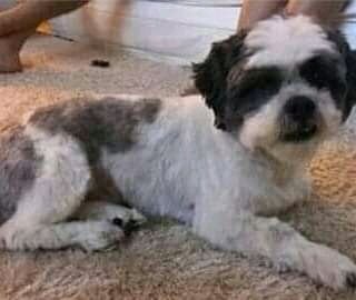 danielacalcia's tweet photo. #RJ #Niteroi #Manilha Bob foi levado num assalto! Alguém viu? Contato: 21 99613-1615 #doglovers #pontodeencontro RT @anaffontelles @NiteroiRadar @Niteroi24hrs @BlogNiteroi https://t.co/URQI5hDSme