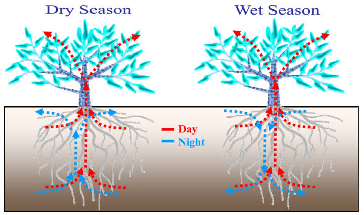  హైడ్రాలిక్ పున: పంపిణీ (Hydraulic Redistribution) అనేది మొక్కల మూల వ్యవస్థల ద్వారా వివిధ నేల భాగాల మధ్య నీటి యొక్క నిష్క్రియాత్మక కదలిక, ఇది నేల-మొక్కల ఇంటర్‌ఫేస్‌లో నీటి సంభావ్య ప్రవణతల ద్వారా నడపబడుతుంది.