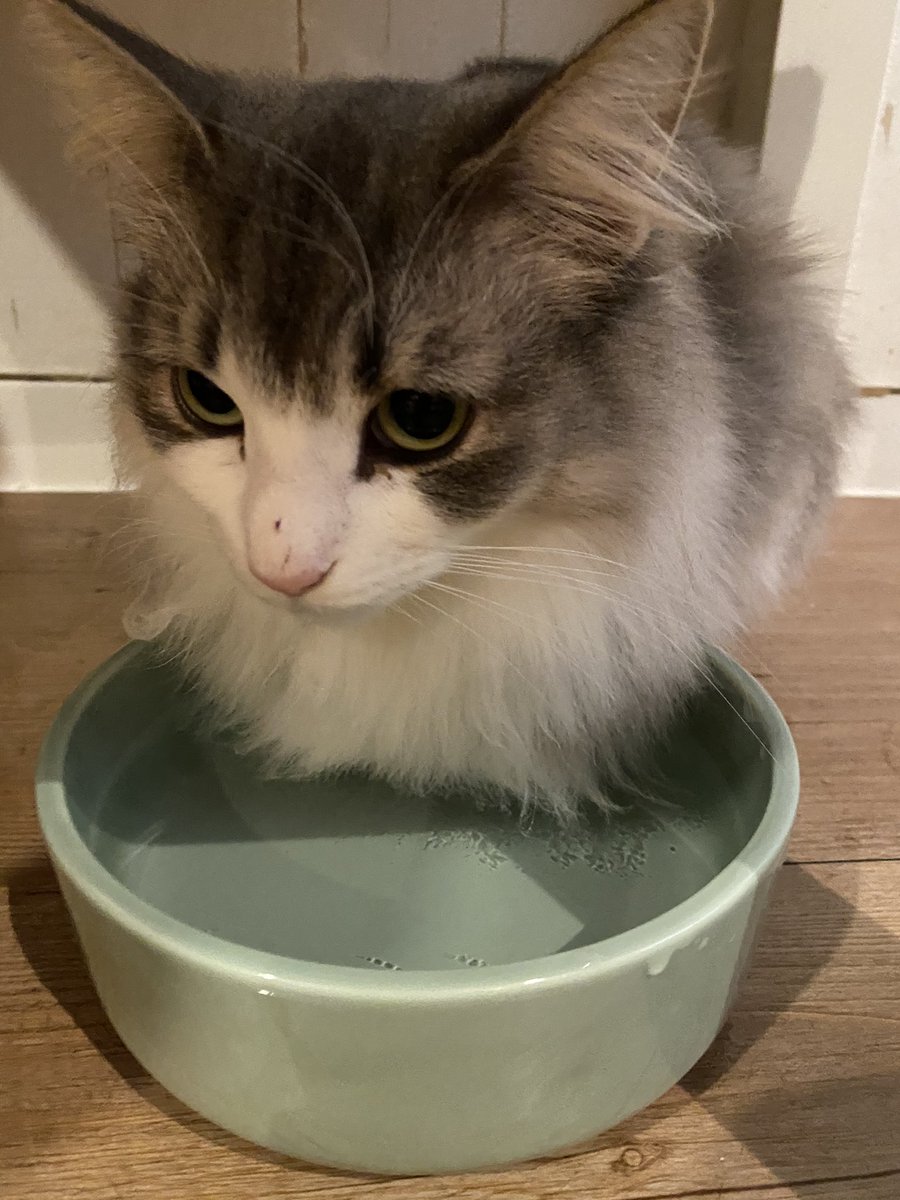 猫カフェtango とろろちゃん 浸かってる