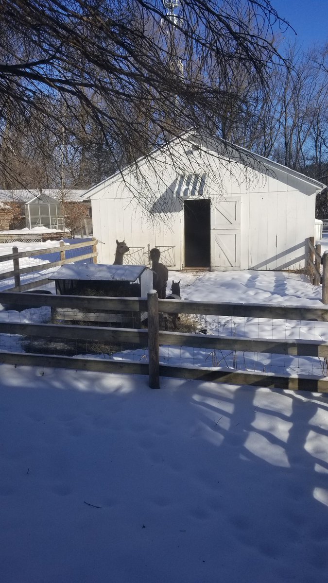 😐🤔😦😓 look left, right, left.... right, left, over my shoulder. Walking like a penguin. Expecting the unexpected. What's that sound... Ohhh llamas! You know what's really scary? ...These icy walk paths <a href="/LSafetysquad/">Landmark Safety Squad</a> <a href="/NMckinney78/">Nathan McKinney</a> <a href="/HenryMajerus/">Henry Majerus</a> <a href="/JohnVPeters/">John V. Peters</a>