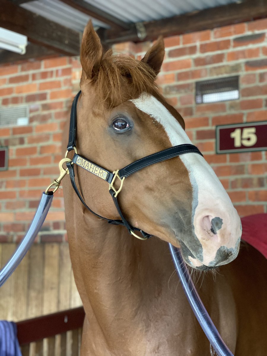 He’s back! <a href="/Heart_Puissance/">Heart of Puissance ❤️ 🐎</a>