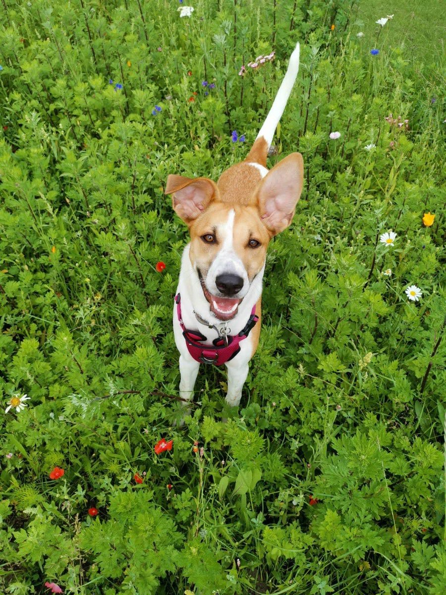 BrewBix's tweet photo. #TonguesOutTuesday
Show us what you've got! Tag us in your best shot!
#Dogsofinstagramuk #lockdownpups #lockdowndogs #dogsofswlondon #dogsoflondon #lickingmylips https://t.co/oks6ipJz8R