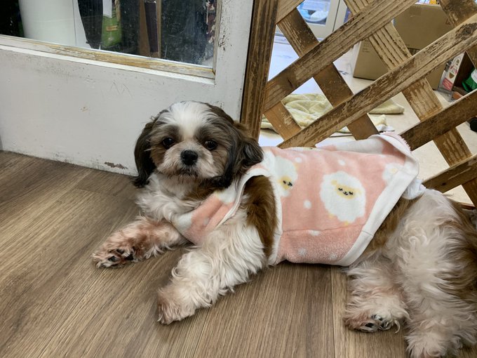 保護犬カフェ寺田町店のtwitterイラスト検索結果 保護犬カフェ寺田町店のtwitterイラスト検索結果