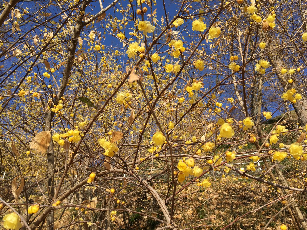 待つ 歌詞 春の 花 風 に を あの よう の