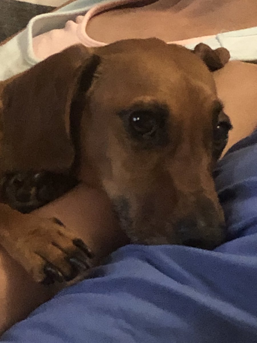 #daschund #dogsoftwitter