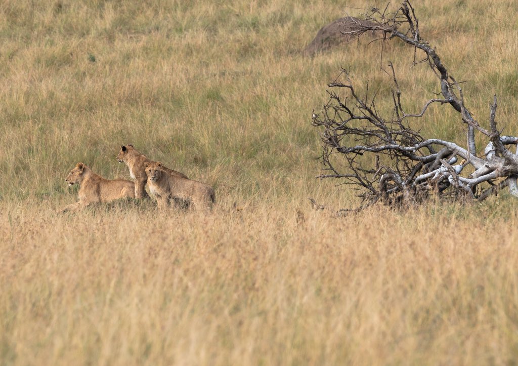 osSuburbia's tweet photo. African Proverbs &amp; Quotes • Outside Suburbia Travel
https://t.co/IXsLljXk1n  

#bestofafrica #photooftheday #travelphotography #travel #africa #wildlifephotography @tweetNATJA https://t.co/Ghwi9k3MpZ