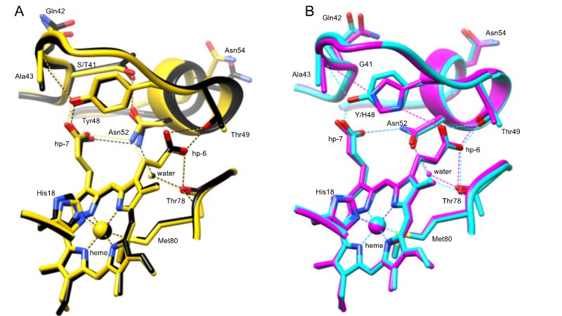 MatthiasFellner (@mfellnerlab) on Twitter photo Altered structure and dynamics of pathogenic cytochrome c variants correlate with increased apoptotic activity
doi.org/10.1042/BCJ202β¦
Our latest work hot off the press from <a href="/OtagoBiochemist/">Otago Biochemistry</a>. Thanks <a href="/parakra/">Rinky Parakra, PhD</a>, KD, @ItamarKass, <a href="/gnljameson/">Guy Jameson</a>, SMW & <a href="/Liz_Ledgerwood/">LizL</a> Altered structure and dynamics of pathogenic cytochrome c variants correlate with increased apoptotic activity
doi.org/10.1042/BCJ202β¦
Our latest work hot off the press from <a href="/OtagoBiochemist/">Otago Biochemistry</a>. Thanks <a href="/parakra/">Rinky Parakra, PhD</a>, KD, @ItamarKass, <a href="/gnljameson/">Guy Jameson</a>, SMW & <a href="/Liz_Ledgerwood/">LizL</a>