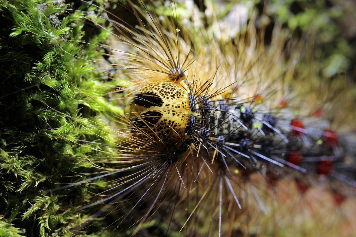 #MontyPython Knights who say Ni may want you to bring them a shrubbery, but if you have a European gypsy moth infestation, you may not have any shrubs left to bring. An infestation can defoliate an entire shrub or tree. #knowyourpests Image courtesy of insectimage.org