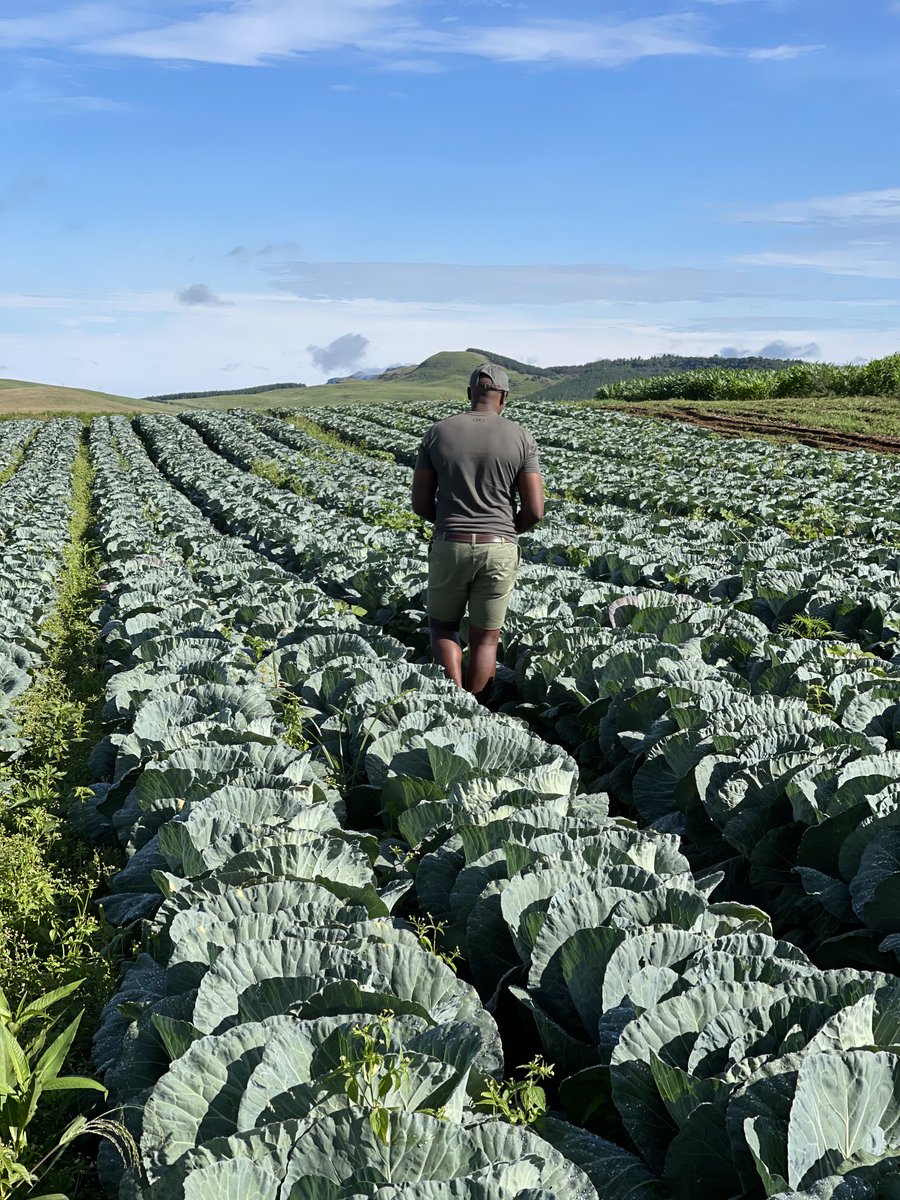 ndela farming tweet media