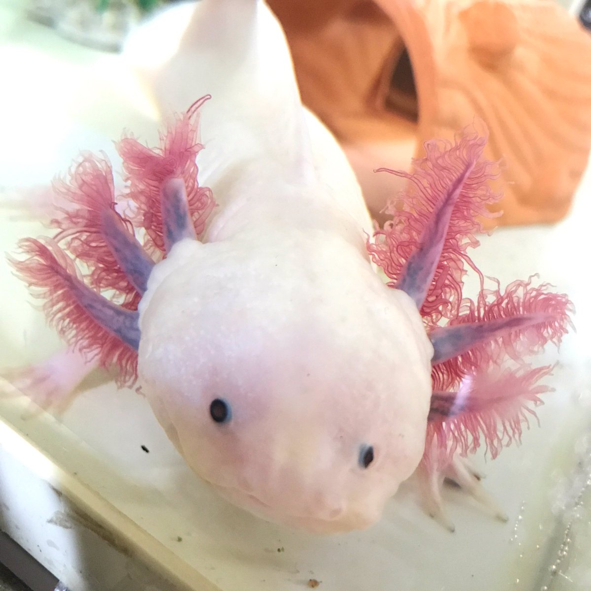 ট ইট র 波魚 読み方はナミヲです えさ えさ と近寄ってきたウパ ウーパールーパー ট ইট র 波魚 読み方はナミヲです えさ えさ と近寄ってきたウパ ウーパールーパー
