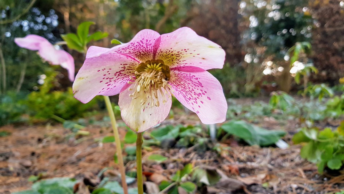 LStewart_books's tweet photo. Cheery colour in the middle of winter #colour #Pink #winter #Flowers #gardens #Smile #NaturePhotography #tuesdayvibe #cheers https://t.co/Gyw1VVhDSj