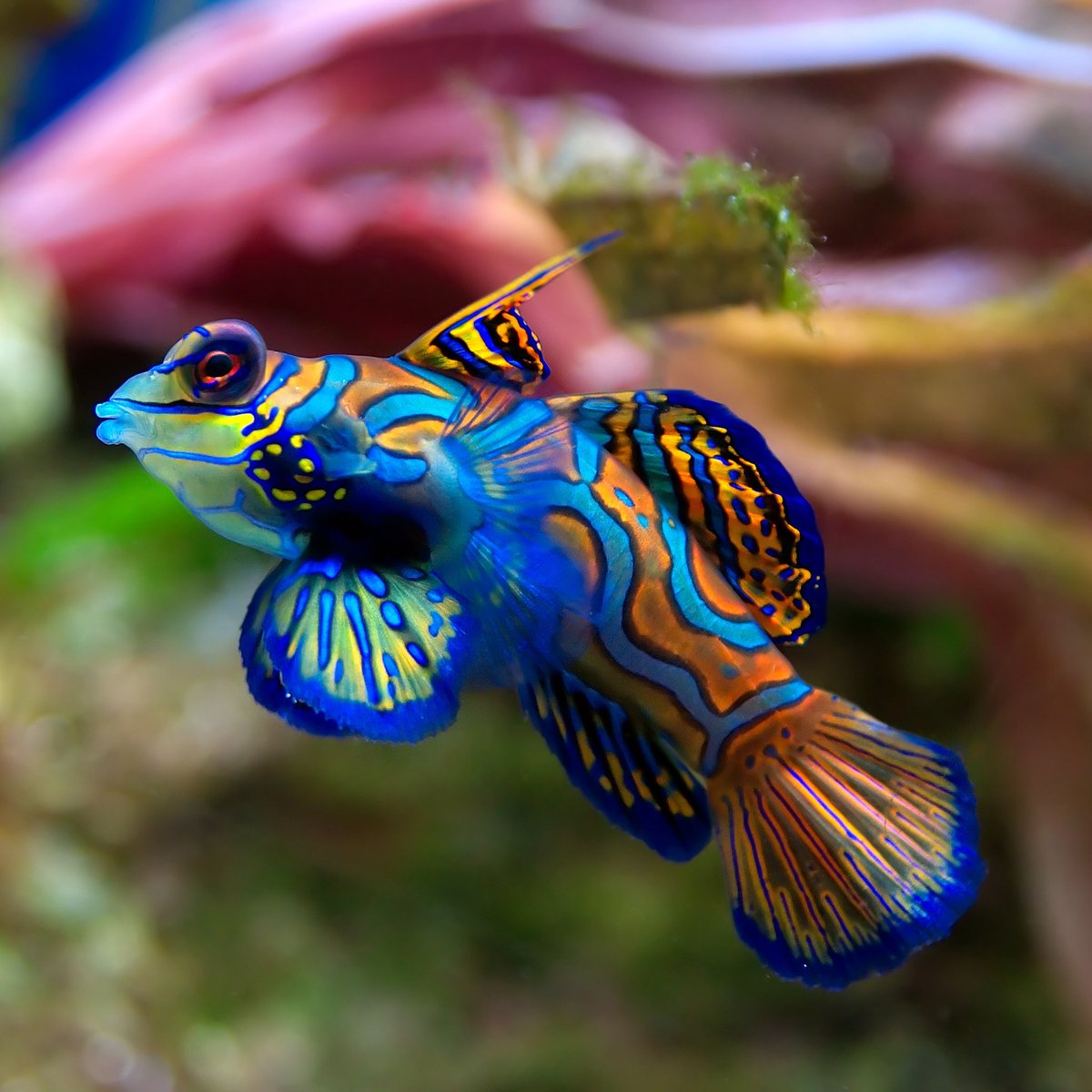 BlueReefPorts's tweet image. Did you know: the stunning 'Mandarin fish' were recently voted the most beautiful fish in the world! 😍  (Credit: Luc Viatour )

#bluereefaquarium #mandarinfish