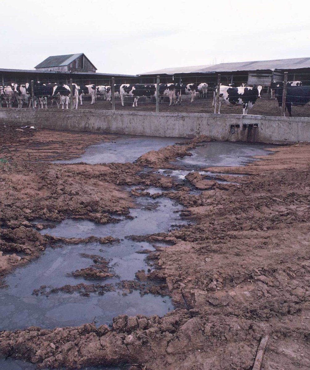 This includes growth-promoting hormones used in agriculture, like trenbolone ( http://tinyurl.com/y4nga4bw&nbsp;). After implantation, cattle excrete trenbolone metabolites, including 17β-trenbolone (17β-TB), a powerful androgen repeatedly found in freshwater habitats [3/7]  #AnimBehav2021
