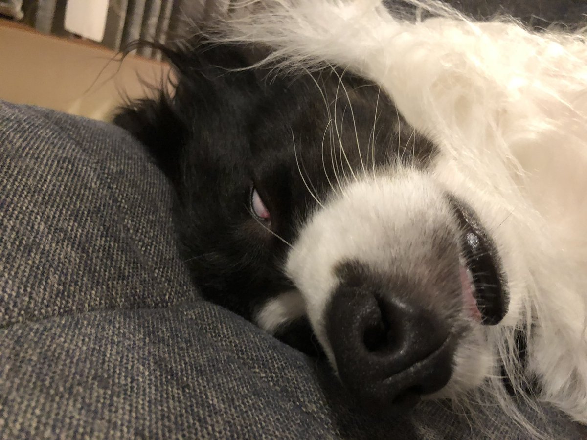 TOTOTO_855's tweet photo. 寝方のクセがすごいww

#dog #pet #dogstagram #animals #pet #petstagram #doglover #doggy #mydog #bordercollie #犬　#ボーダーコリー #愛犬 #わんこ #ペット　#いぬすたぐらむ #犬のいる暮らし #ボーダーコリーのいる生活 #愛犬家 https://t.co/Xd4YbXfXjo