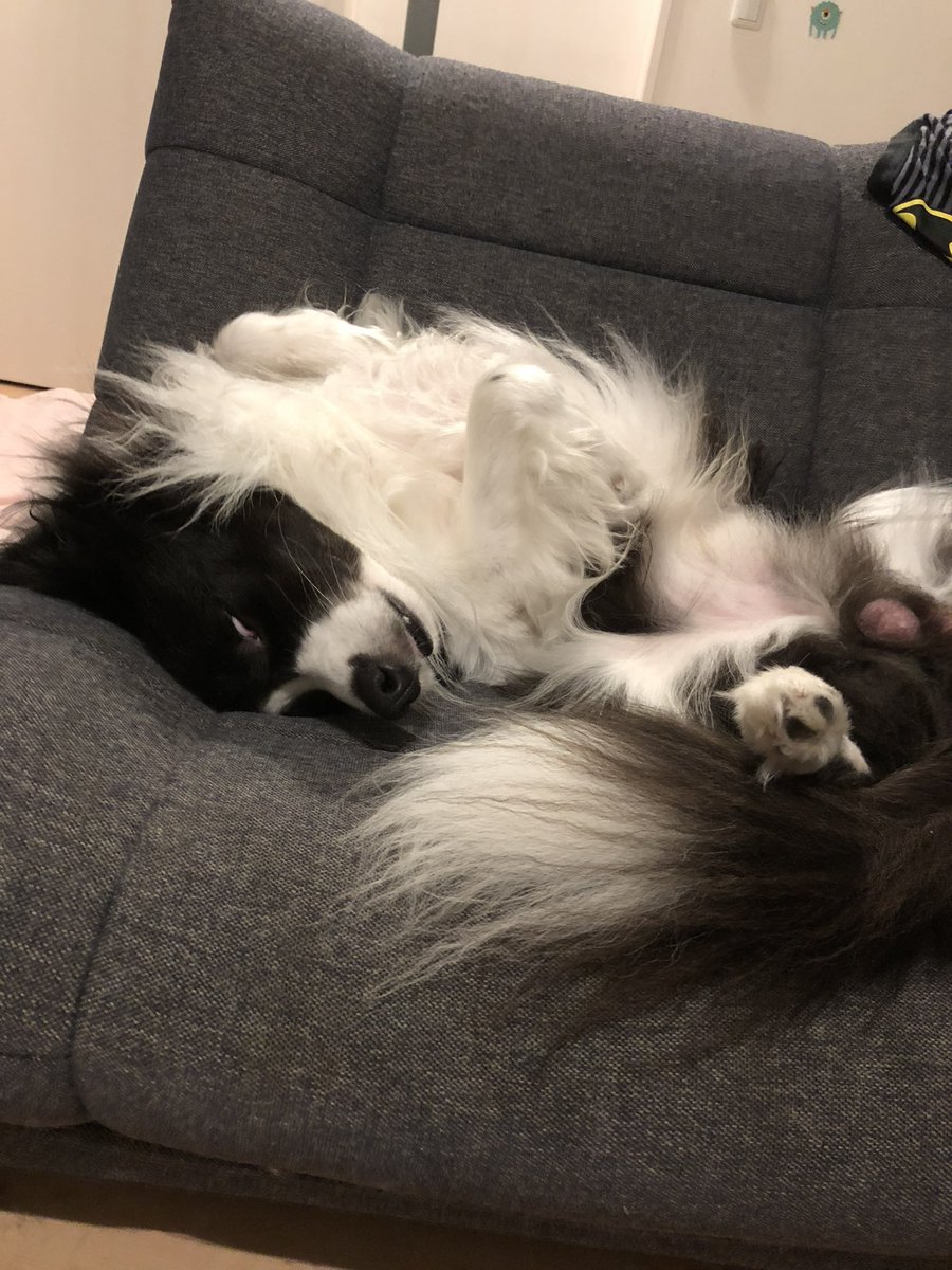 TOTOTO_855's tweet photo. 寝方のクセがすごいww

#dog #pet #dogstagram #animals #pet #petstagram #doglover #doggy #mydog #bordercollie #犬　#ボーダーコリー #愛犬 #わんこ #ペット　#いぬすたぐらむ #犬のいる暮らし #ボーダーコリーのいる生活 #愛犬家 https://t.co/Xd4YbXfXjo