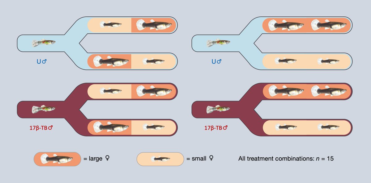 To test for effects on complex behaviours in wildlife, we exposed male guppies to either an environmental level of 17β-TB or fresh water for 21 days, before testing male mating behaviour towards two sequentially presented large or small unexposed females. [4/7]  #AnimBehav2021