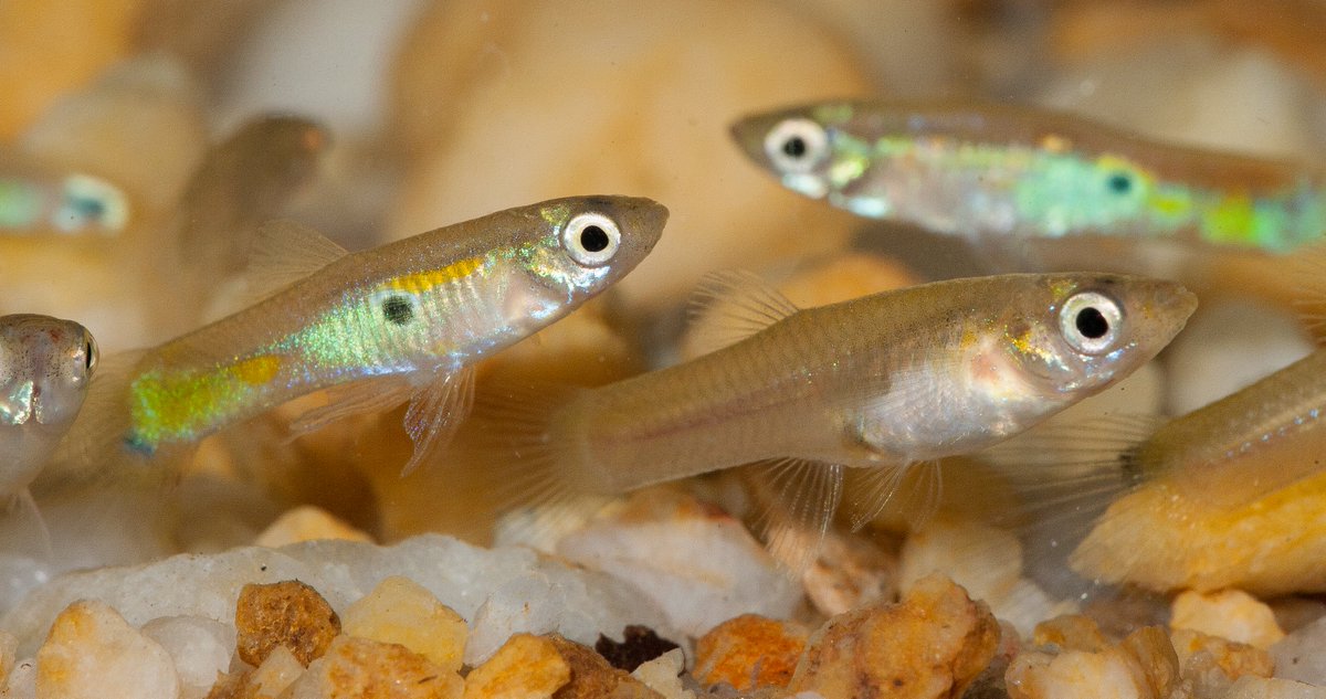 What did we find? Both 17β-TB and unexposed males conducted more courtship behaviour towards larger females during both female presentations, as expected given the positive association between size and fecundity in guppy females ( http://tinyurl.com/y6x2ey67&nbsp;). [5/7]  #AnimBehav2021