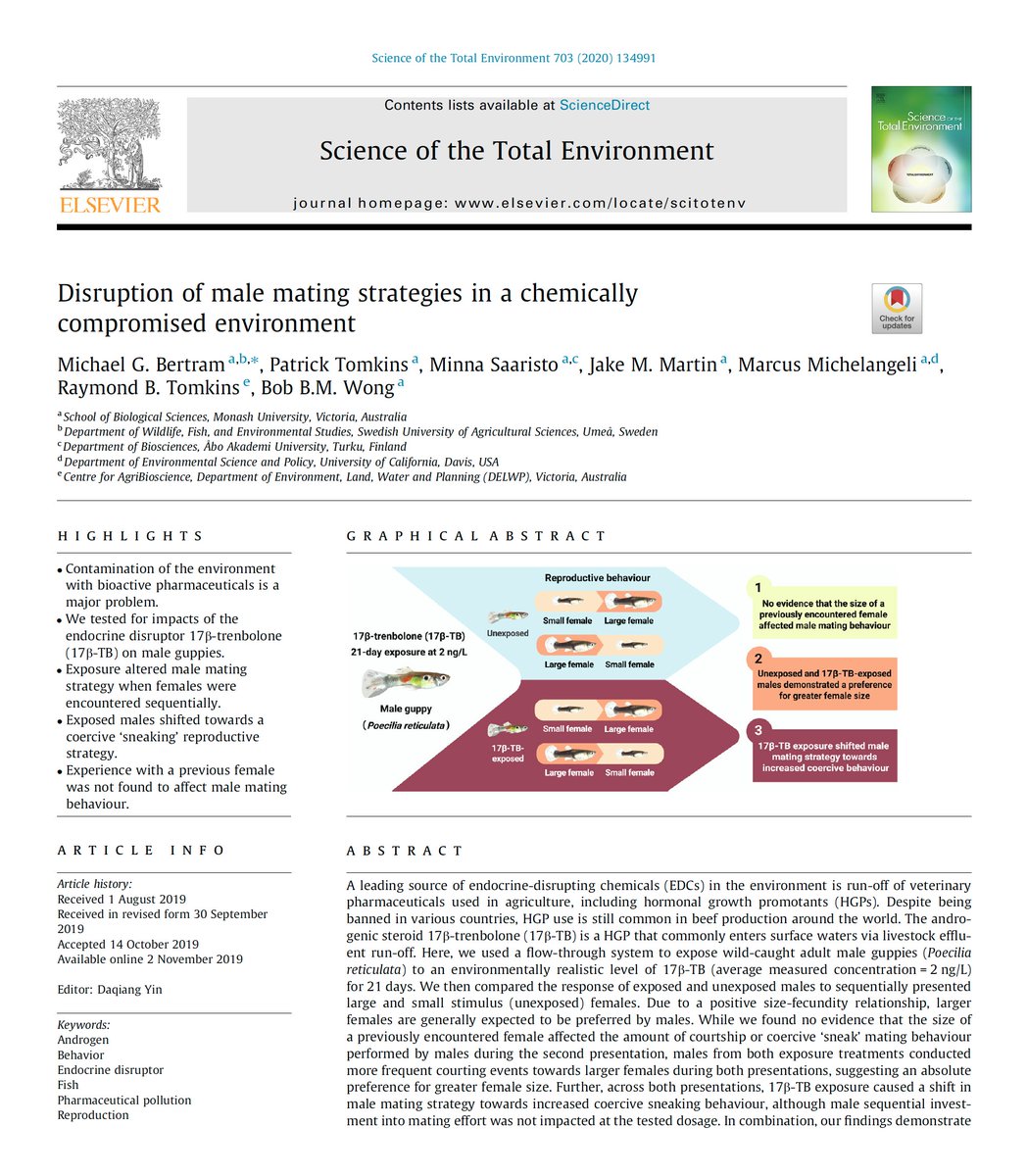 However, we also saw increased ‘sneak’ mating behaviour in 17β-TB males across both female presentations—the first time a pharmaceutical has been shown to alter male reproductive behaviour when encountering females sequentially ( http://tinyurl.com/y689lehp&nbsp;). [6/7]  #AnimBehav2021