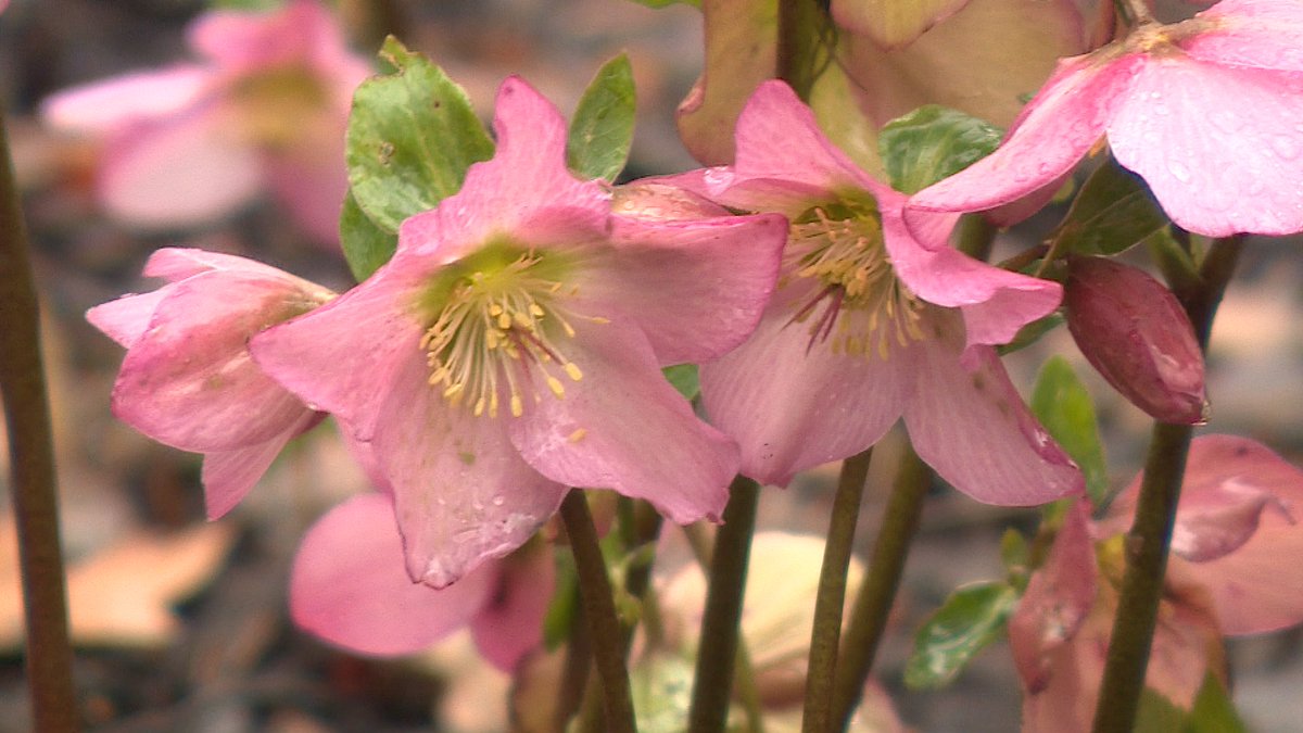 ITV News Anglia tweet media