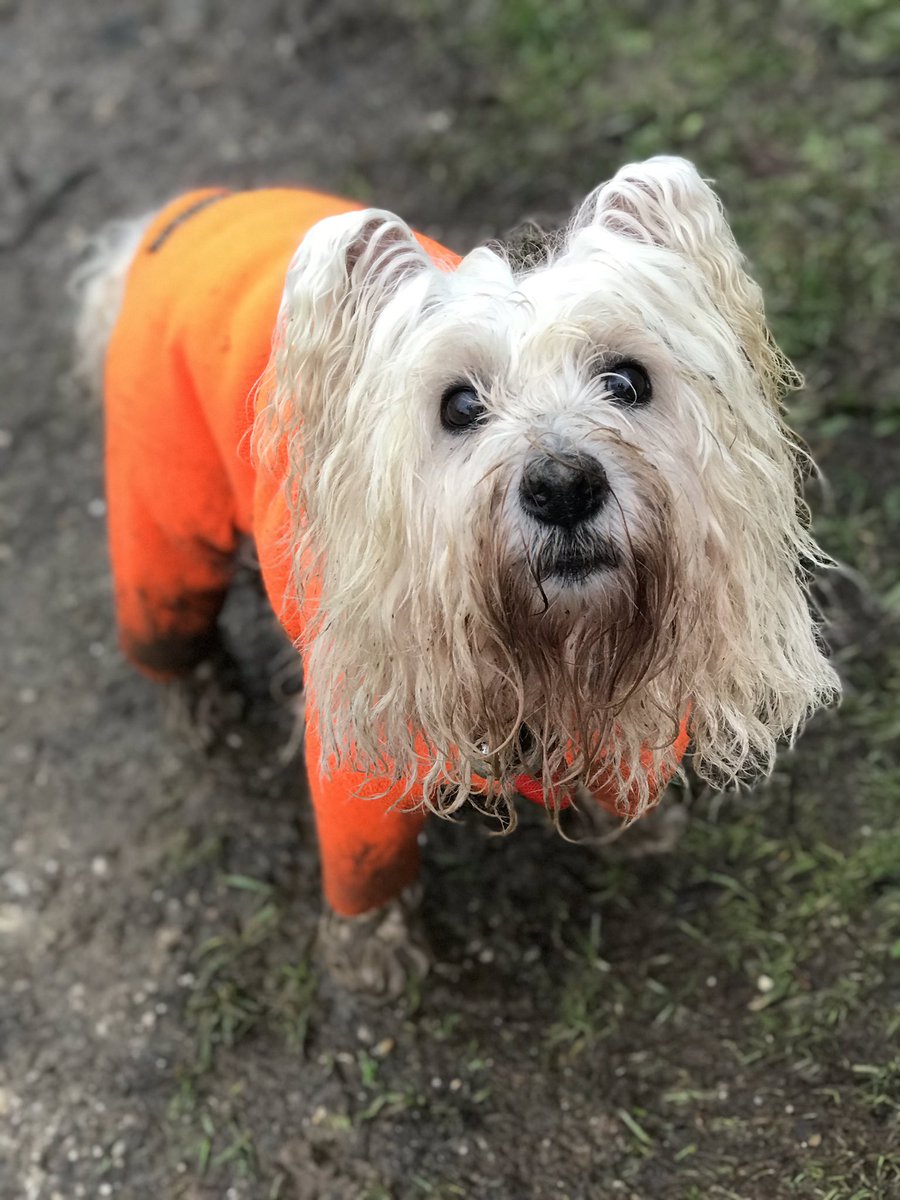 TheK9CapersCo's tweet photo. Mummy I told you my bath 🛁 yesterday was pointless 🙈😇😂

#StMawes #theStMawesDogWalker https://t.co/OEkztCpc3O https://t.co/gSAsxqYy5c