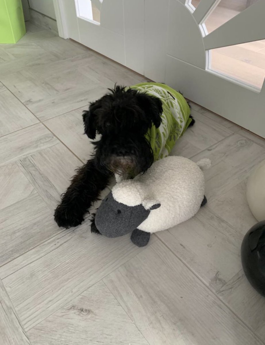 kat_0782's tweet photo. This beautiful little boy has left this world today. He only got to the age of 9. he rescued me from a dark place when we adopted him age 2 he was quirky and  loving He was my best buddy 💔 sleep well little man 😢 https://t.co/TMfIZiteiv