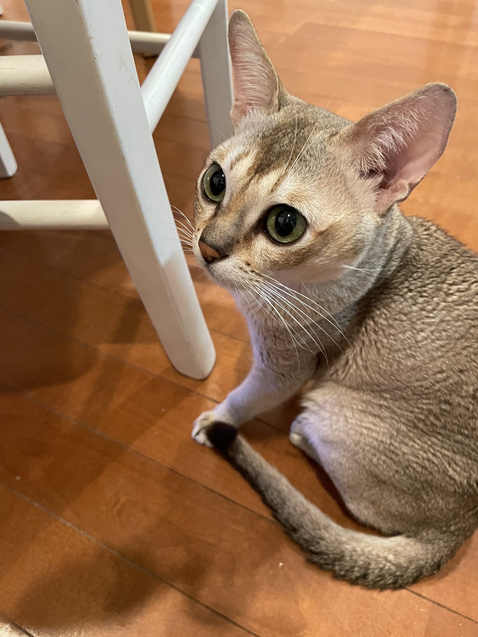 犬の歯石 Twitter Search Twitter
