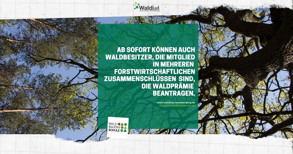 #Waldprämie Die einmalige Leistung kann bis zum 31. Oktober 2021 online bei der @FNR_de  beantragt werden.