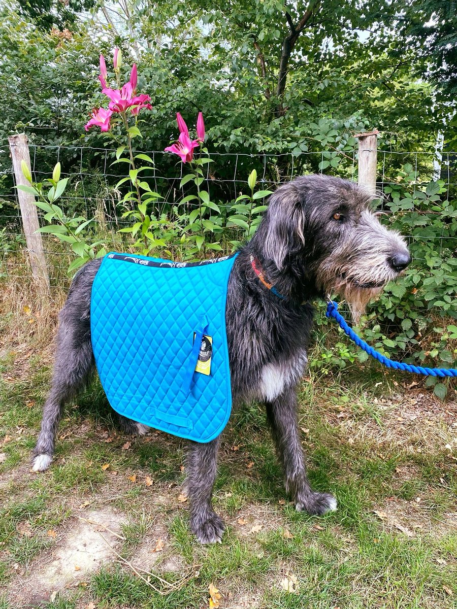 GGsTack's tweet photo. Madge, the Irish Wolfhound is more like a cob size than a full, silly! https://t.co/JzQnXqnY06