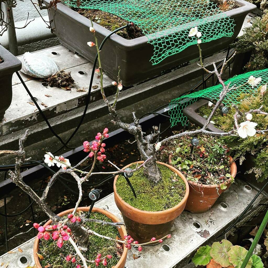 kakkimo's tweet photo. 白梅が紅梅より早く咲き始めました。#白梅 #紅梅 #梅の花 #春の訪れ #デオドールガーデン #deodorgarden #deodor #日本デオドール #梅の香り https://t.co/NdI1nsdHb2 https://t.co/uqqQqqK2Oh