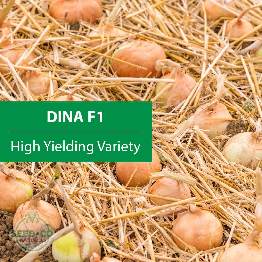 Francis B. Mapindani tweet media