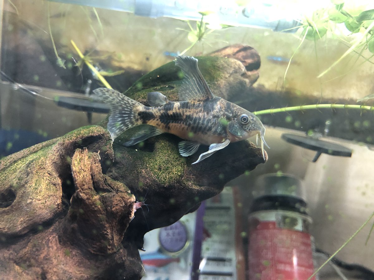 清香 コリドラスパンダを年末に買い ネット検索したら 幼魚で販売されるから弱いとか 餌食べるのが遅いから餓死に気をつけろとか書いてあったからドキドキしてたけど モンスターみたいなサイズの青コリに体当たりされながら3匹とも順調に育ってる