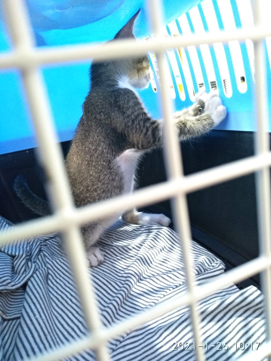 Assalamualaikum wr. wb.
Halo kakak kakak. Mohon maaf aku harus open donasi lagi, kali ini untuk Mio, kitten yg dibuang di depan rumahku. Sore kmrn matanya berair dan merah jadi pagi ini aku putuskan untuk bawa ke Klinik Radhiyan Pulogebang. Ternyata Mio suspect Chlamydia