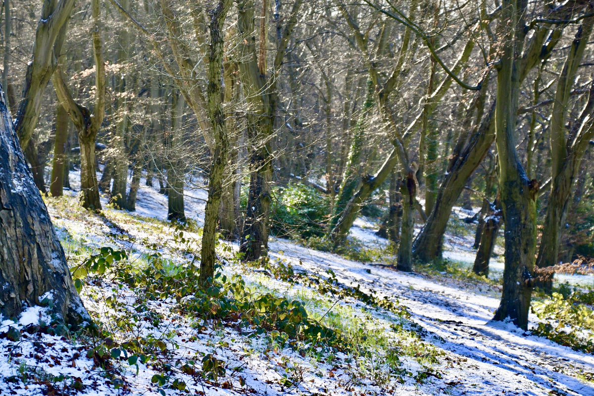 CoLEppingForest's tweet photo. Please #StayLocal when you visit ‘London’s Great Forest’, #EppingForest. 
Arrive by bike or on foot if you can. #StaySafe &amp; remember social distancing at all times. 
As always, please take your litter home. #TreesNotTrash. 
Thank you 
#StayLocalEppingForest https://t.co/UH6QLACbeZ