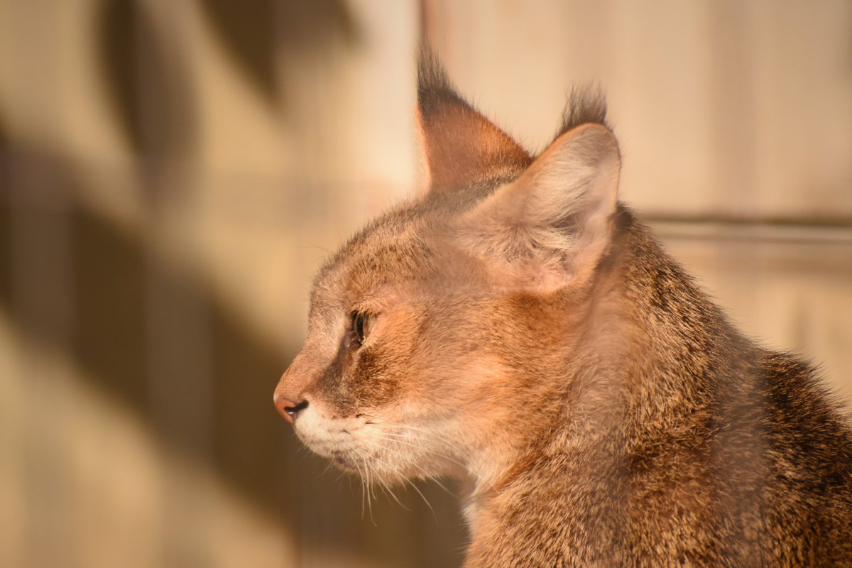 名古屋市東山動植物園 در توییتر キリ とカイリヤ カイリアは一瞬こちらを見て すぐまた寝ました うたた寝は気持ちいいね 明日1 27は2頭の来園記念日です 公式ブログ 新しい土 もアップされました T Co 8srzrufgp4 東山動植物園 公式ブログ 名古屋市東山動植物園 در توییتر キリ とカイリヤ カイリアは一瞬こちらを見て すぐまた寝ました うたた寝は気持ちいいね 明日1 27は2頭の来園記念日です 公式ブログ 新しい土 もアップされました T Co 8srzrufgp4 東山動植物園 公式ブログ