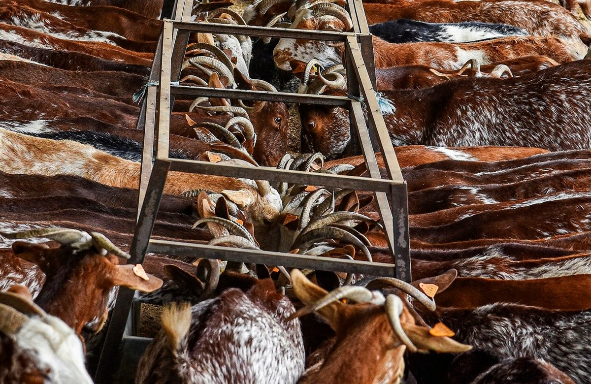 AgriculturAnd's tweet photo. 📸 'A comer toca de Francisco Moreno Galbarro.

🗺️  Paradas (#Sevilla)

🏆 Premio #Ganadería en la categoría 'General' del concurso de #fotografía ‘Medio Rural y Pesquero en #Andalucía 2020’ https://t.co/TEHKk8rQeE