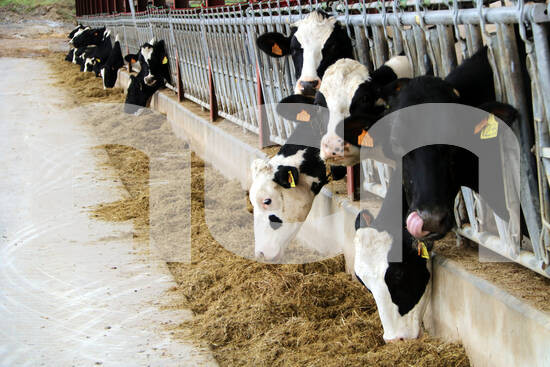 ACNcatcentral's tweet image. Preocupació entre els productors de #llet d'#Osona perquè les grans empreses els paguen la llet per sota del preu de cost. Alerten que pot suposar la desaparició del sector i reclamen la implicació del Govern @coplanadevic 
acn.cat/text/item/preo…