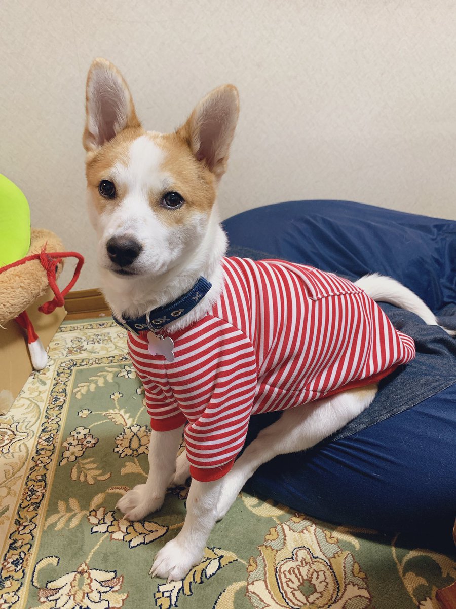 ちえぽこ V Twitter うちの犬 正しい お座り が出来るんです よろしくお願いします 保護犬 生後4か月 のはず 生後1日 にしては大人顔 こいぬ すみっコぐらしの新キャラ ちえぽこ V Twitter うちの犬 正しい お座り が出来るんです よろしくお願いします 保護犬 生後4か月 のはず 生後1日 にしては大人顔 こいぬ すみっコぐらしの新キャラ