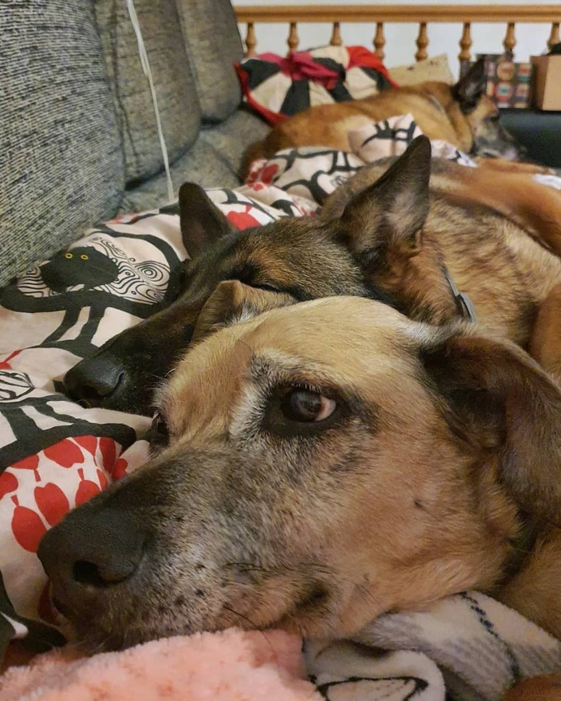 weneflei14's tweet photo. Aparcando en batería 😉
#soysietevecesmasperroquetu #laguaurderia #mimanadaesadoptada #miperroesadoptado #adoptanocompres #mestizo #seniordog #malinoismix #huskymix #maliman #germanshepherdmix #hikingdogs #gossosdecatalunya #dogsofcatalonia #instadog #dogoftheday #dogofinsta… https://t.co/Uxs4P8XkZv